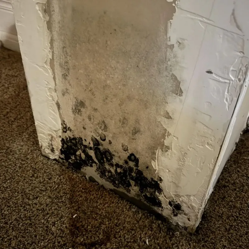 Professional Mold Removal in Raleigh, NC